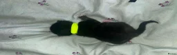 Domestic Shorthair cats for sale: Black and white and ginger kittens  in Leamington Spa - Advert 2