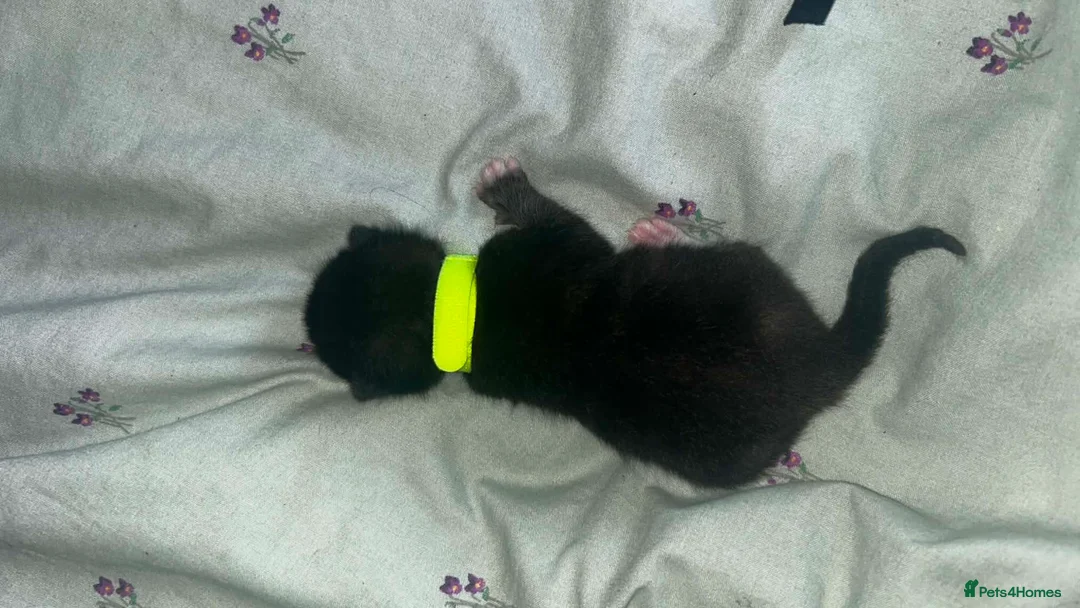 Domestic Shorthair cats for sale: Black and white and ginger kittens  in Leamington Spa - Advert 2
