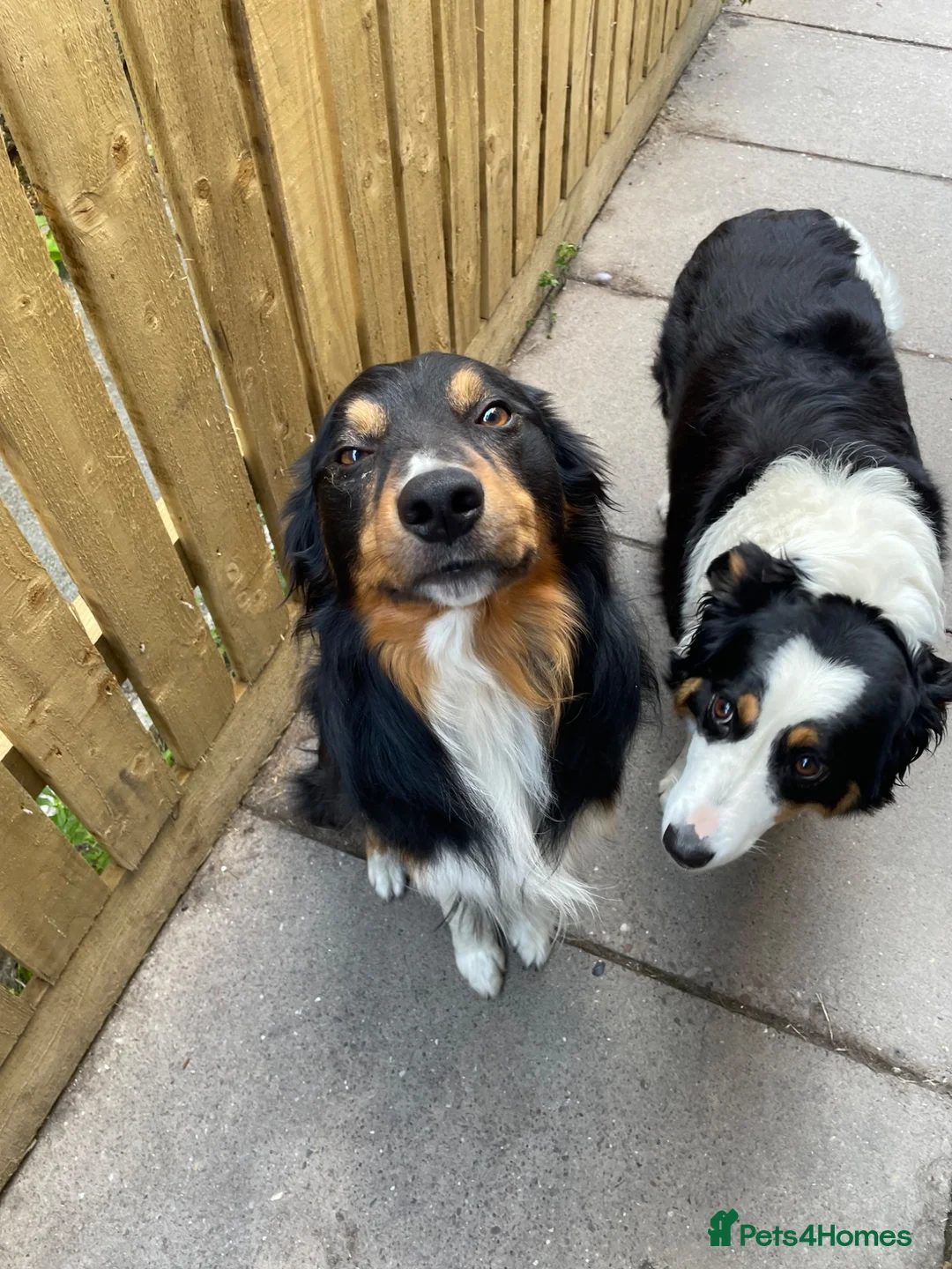 Borador dogs for sale: Borador pups for sale - Advert 2