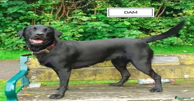 Labrador Retriever dogs - Advert 15