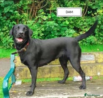 Labrador Retriever dogs - Advert 5