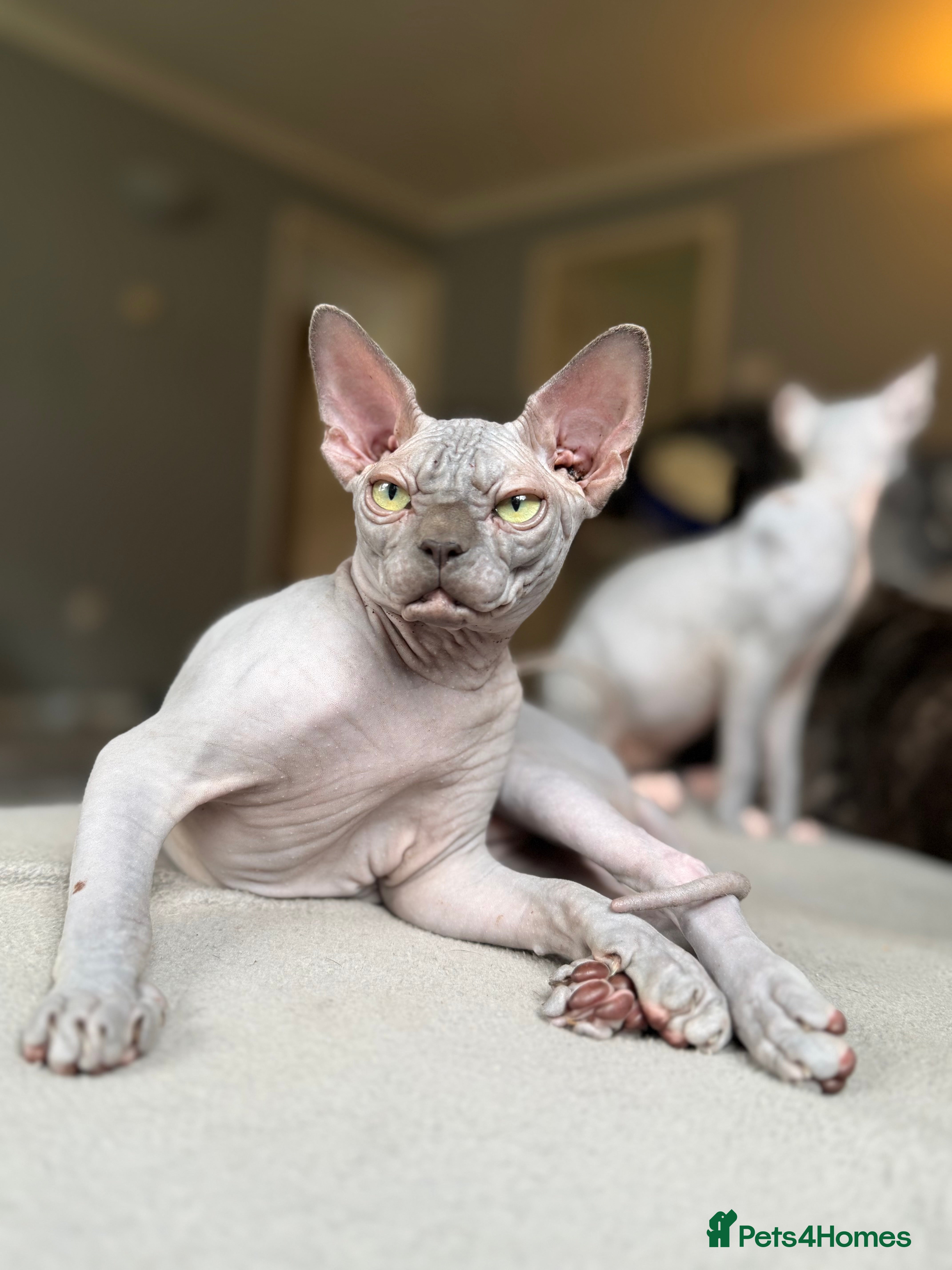 Sphynx cats Blue Sphynx Active Breeding Potential HCM Clear - Advert 1