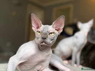 Sphynx cats Blue Sphynx Active Breeding Potential HCM Clear - Advert 1