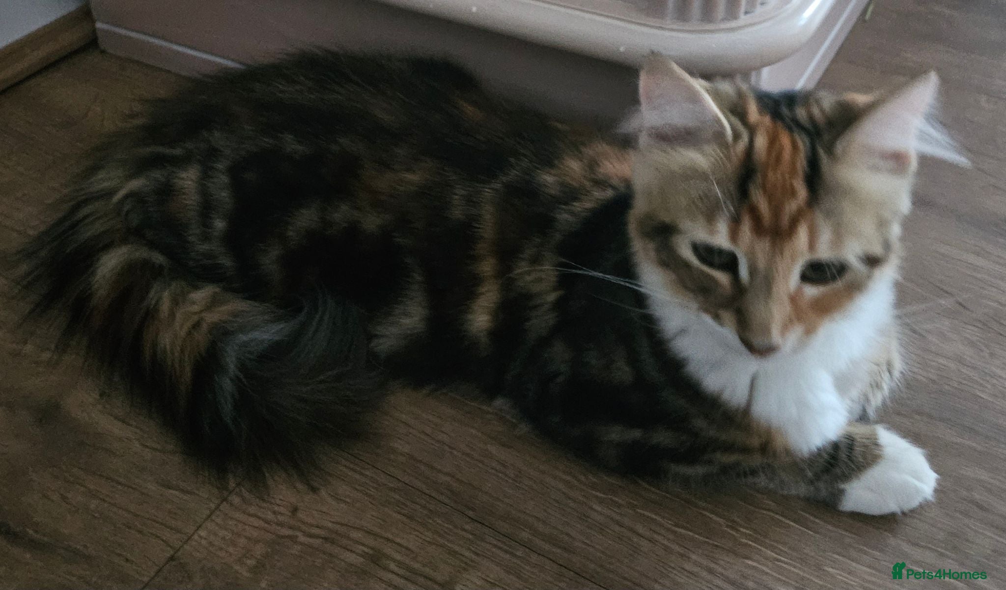 Siberian cats Two gorgeous Siberian kittens, new lower price - Advert 2