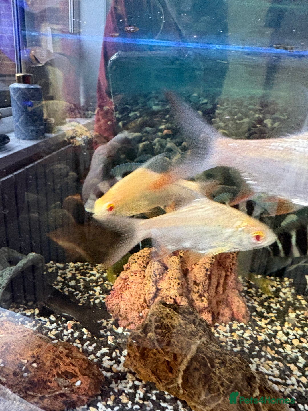 Cichlids fish for sale: Mix of Tropical Fish with Tank  - Advert 6