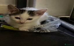 Mixed Breed cats for sale: 3 adorable little kittens ready for forever homes - Image 9