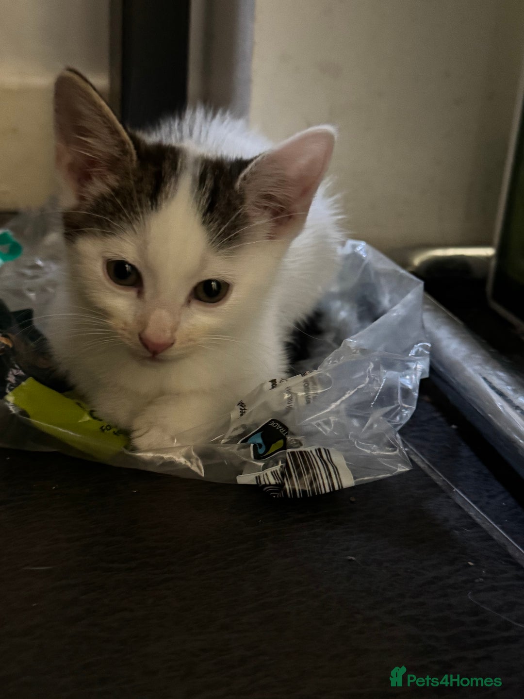 Mixed Breed cats for sale: 3 adorable little kittens ready for forever homes - Image 9