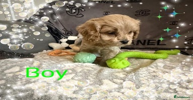 Cavapoo dogs - Advert 4