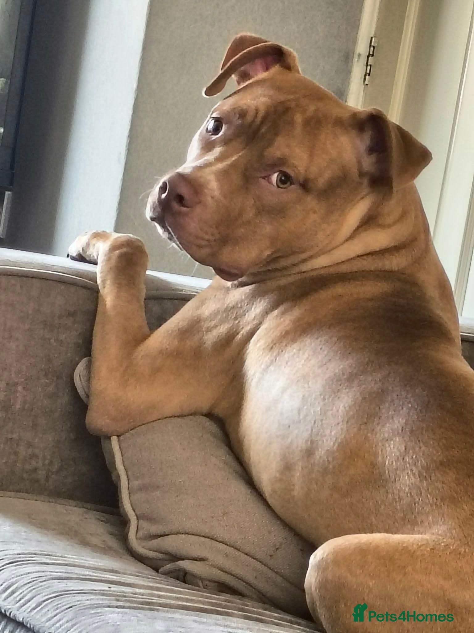 Mixed Breed dogs Large staffie X - Advert 1