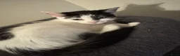 Mixed Breed cats for sale: Male and Female Kittens - Advert 11