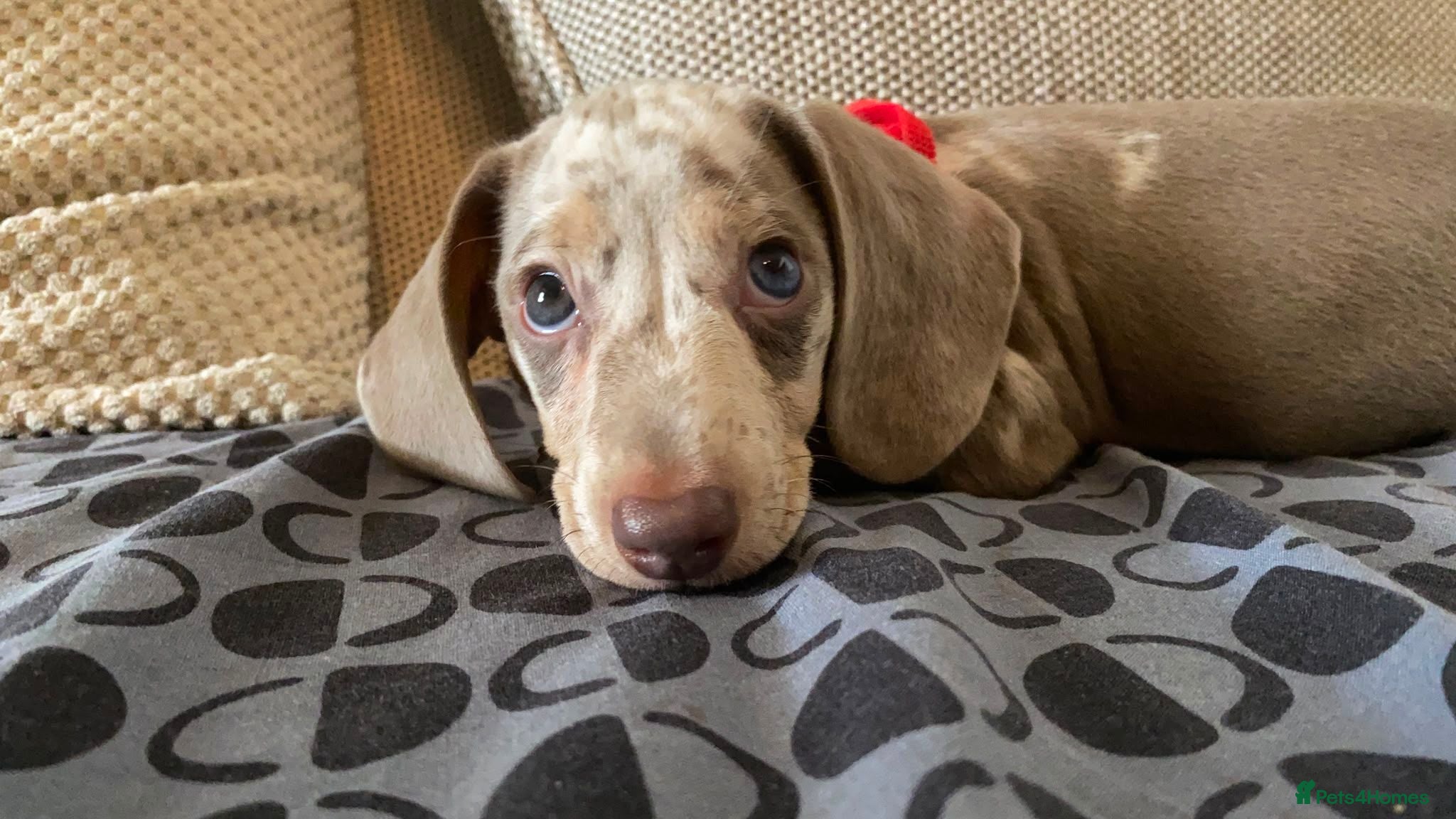 Dachshund dogs 3 beautiful boys ready now  - Advert 1