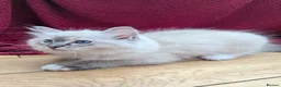 Ragdoll cats for sale: GCCF Full Pedigree Ragdoll Kittens  - Advert 6
