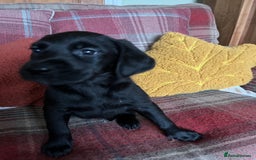 Goldador dogs for sale: Glorious and Galiant Goldador puppies for sale! - Advert 11