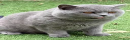 British Shorthair cats for stud: 💙 British Shorthair Blue Stud Service 💙 - Advert 7