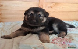 German Shepherd dogs for sale: Stunning litter of German shepherd puppies   - Image 7