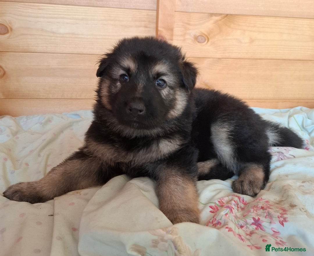 German Shepherd dogs for sale: Stunning litter of German shepherd puppies   - Image 7