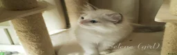 Ragdoll cats for sale: TICA championship Ragdoll Kittens  in London - Advert 4