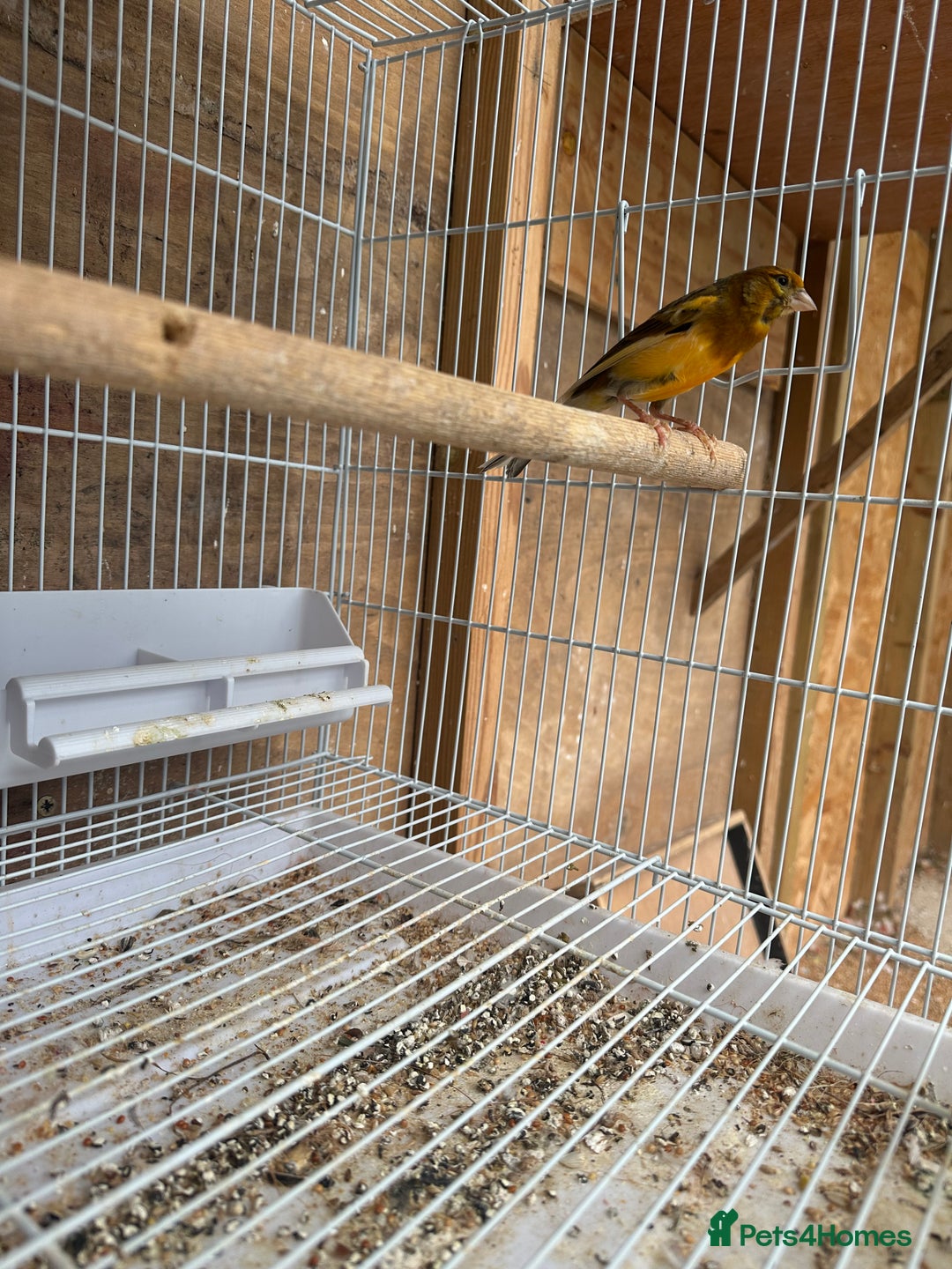 Canaries birds for sale: Canary male - Image 5