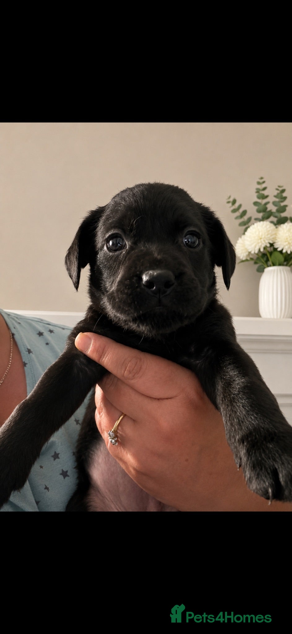Labrador Retriever dogs Labrador cross Boxerdore puppies  - Advert 1