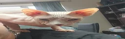 Sphynx cats for stud: Sphynx Stud Available for Mating - Advert 3