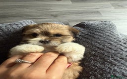 Lhasa Apso dogs for sale: 6 beautiful Lhasa's ONLY ONE BOY AND 1 GIRL LEFT  - Image 24