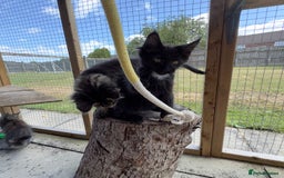 Maine Coon cats for sale: Ready Now! Conancoon GCCF Registered Maine Coon - Image 31