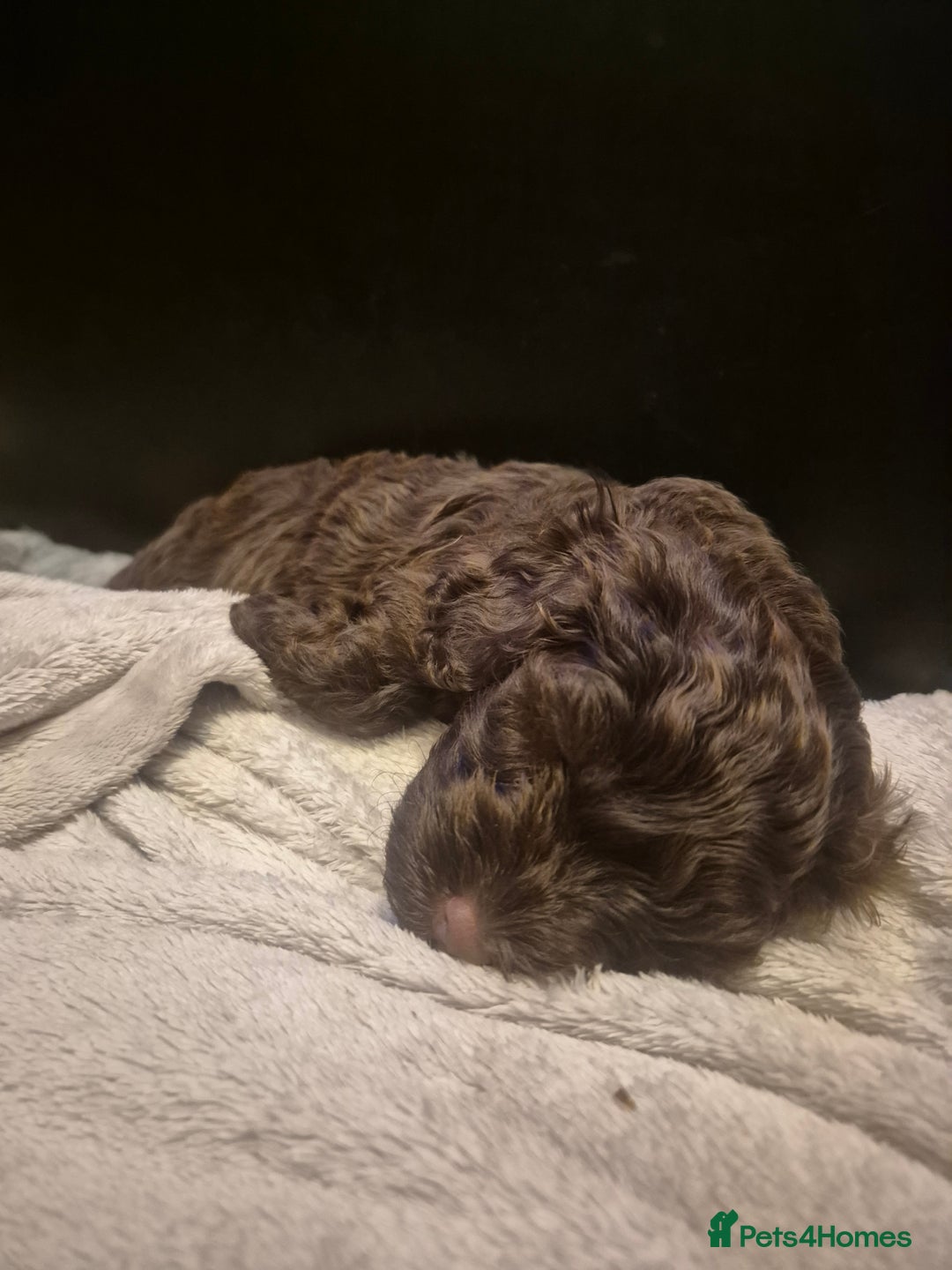 Labradoodle dogs for sale: Stunningly adorable f2b labradoodles! - Advert 16