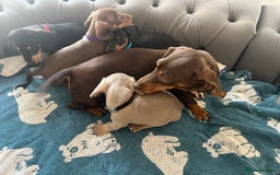 Dachshund dogs for sale: Dachshund puppies  - Image 12