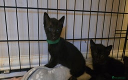 Siamese cats for sale: Siamese X British short hair *2 available  - Image 1