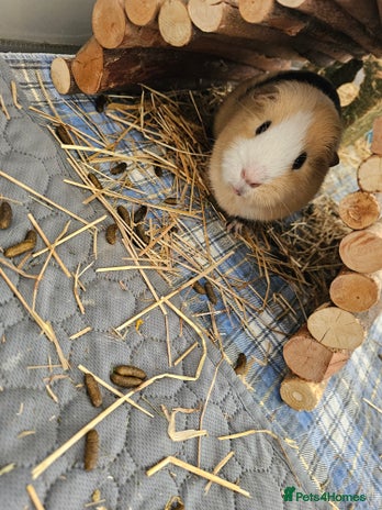 Guinea Pig rodents in Swindon - Advert 15