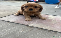 Cavalier King Charles Spaniel dogs for sale: KC registered and DNA clear cavaliers - Image 8