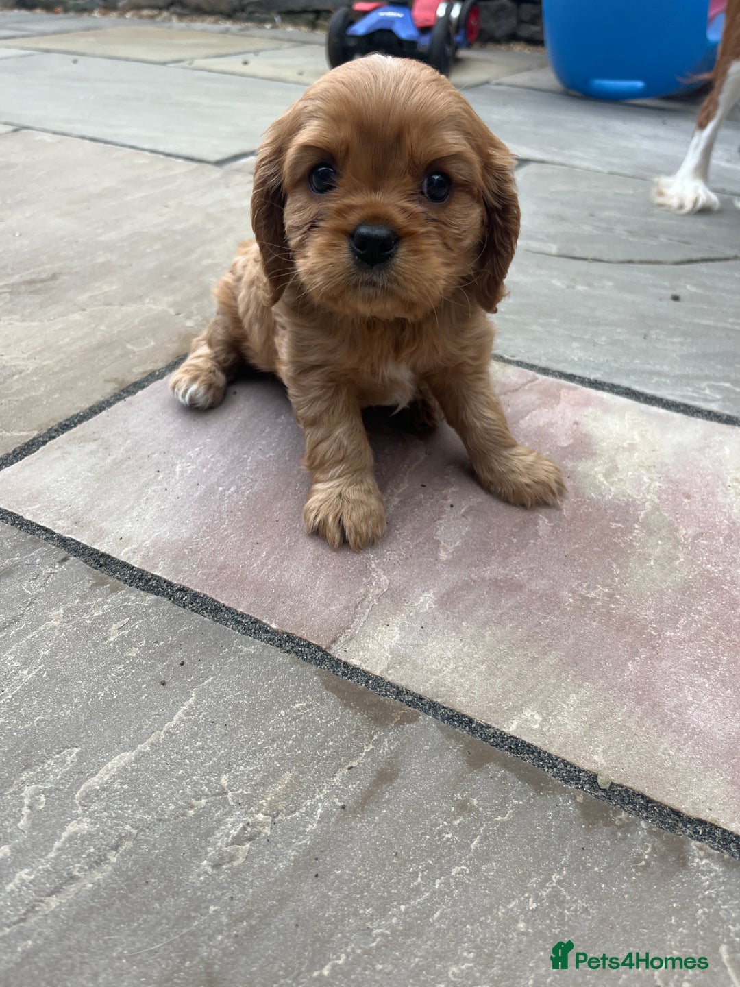 Cavalier King Charles Spaniel dogs for sale: KC registered and DNA clear cavaliers - Image 8