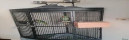 Parakeets birds for sale: Pair of parrots Alexandrine in Stoke-on-Trent - Advert 2