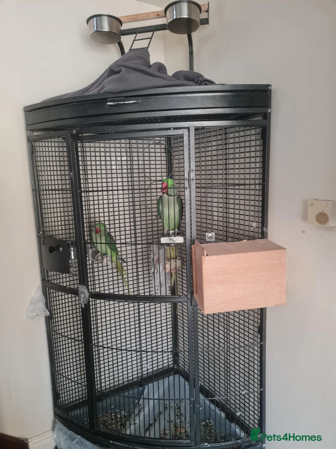 Parakeets birds for sale: Pair of parrots Alexandrine in Stoke-on-Trent - Advert 2