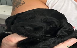 Cockapoo dogs for sale: Cockapoo Puppies for Sale - Image 12