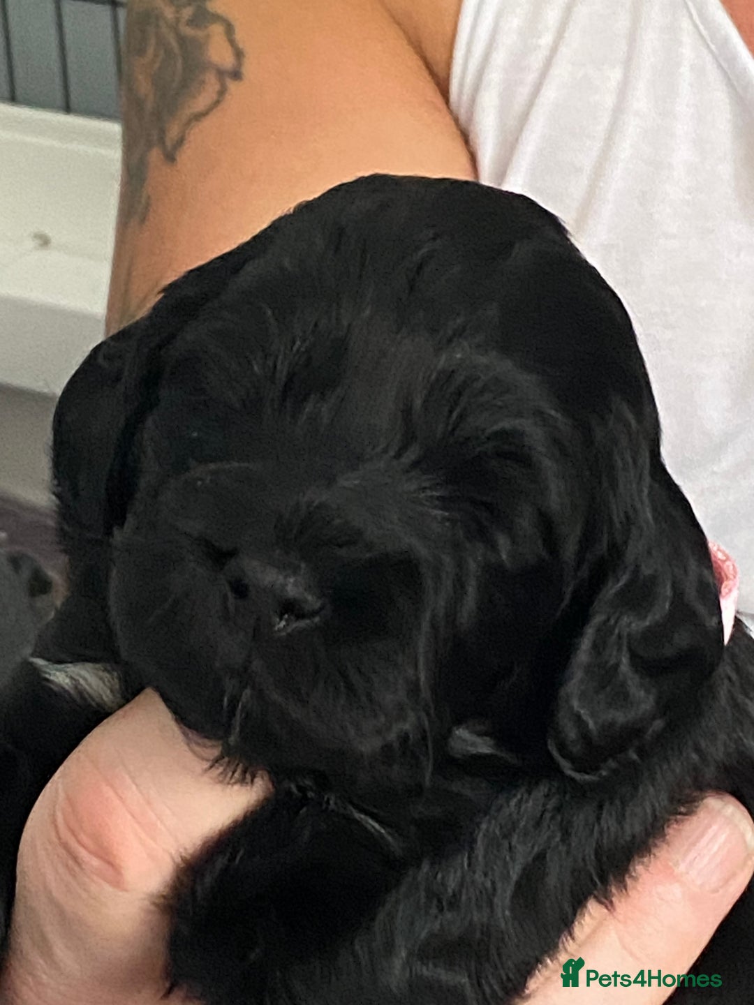 Cockapoo dogs for sale: Cockapoo Puppies for Sale - Image 12