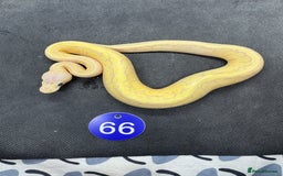 Python Snake reptiles for sale: Royal pythons from £60 - Image 18