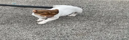Jack Russell dogs for sale: TRADITIONAL MINI JACK RUSSEL BOY in Leeds - Advert 8
