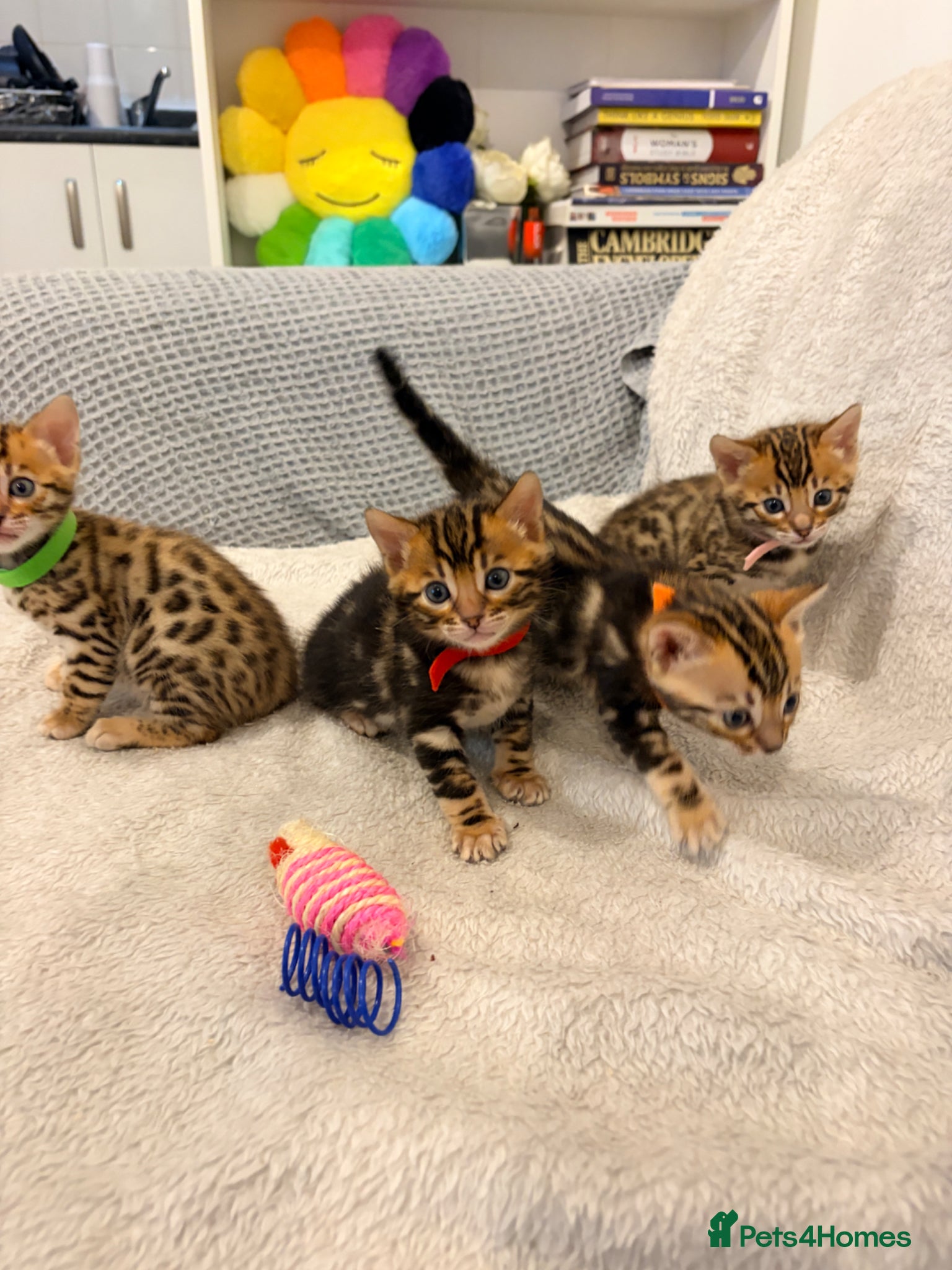 Bengal cats Four Beautiful Bengal kittens 🐾  - Advert 12