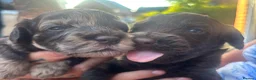 Cockapoo dogs for sale: Stunning cockapoo litter in Burgess Hill - Advert 4