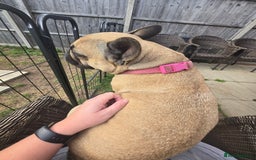 French Bulldog dogs for sale: ❤️Breeding pair of lovely Frenchies❤️ - Image 4