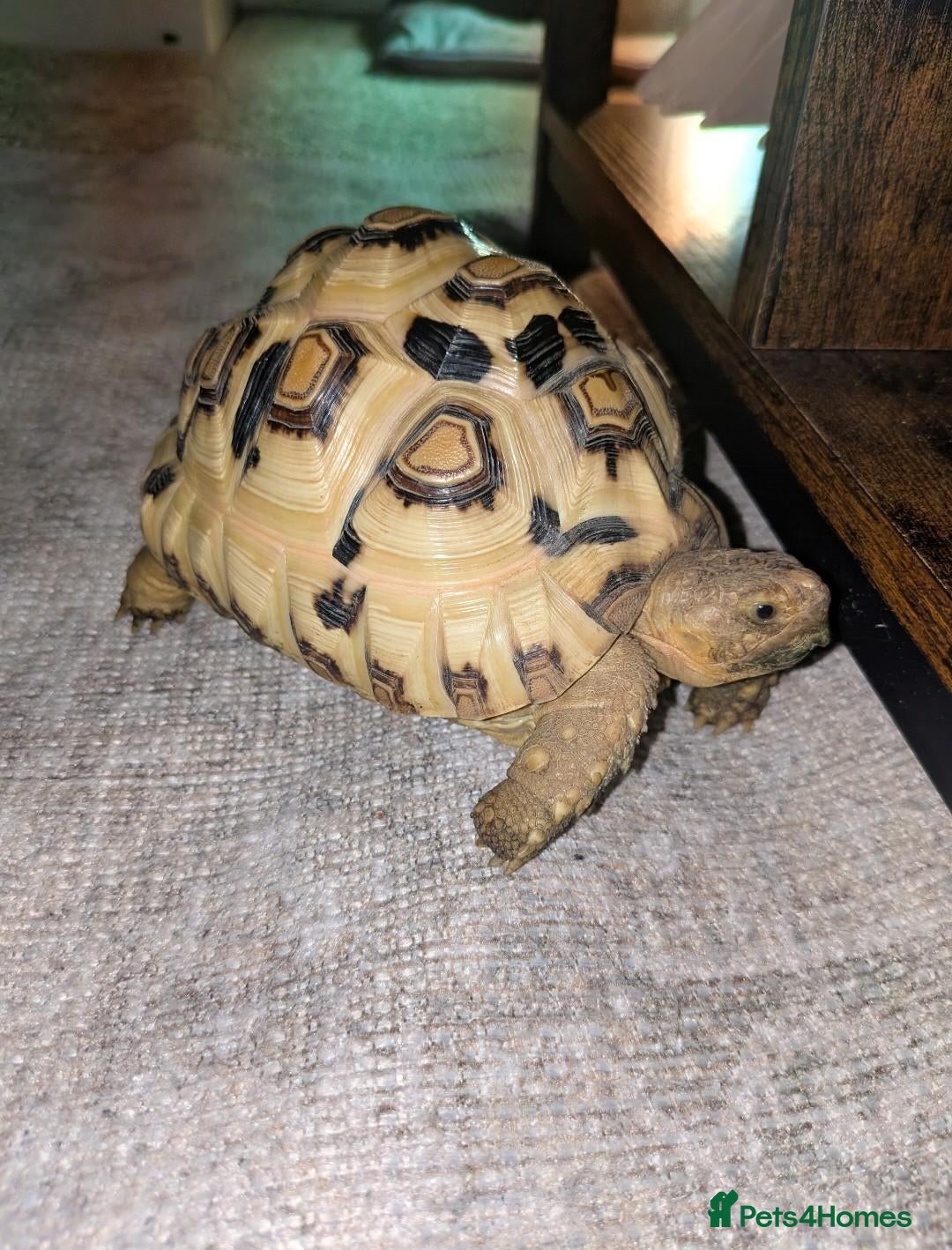 Tortoise reptiles Leopard tortoise  - Advert 1