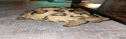 Tortoise reptiles for sale: Leopard tortoise  in Middlesbrough - Advert 1
