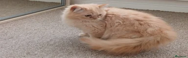 Persian 1