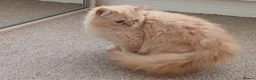 Persian cats for sale: Pure Persian Parents and kittens for sale in Hinckley - Advert 4