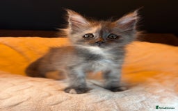 Maine Coon cats for sale: TICA Ginger, Red & Blue Tortie Maine Coon  - Image 7