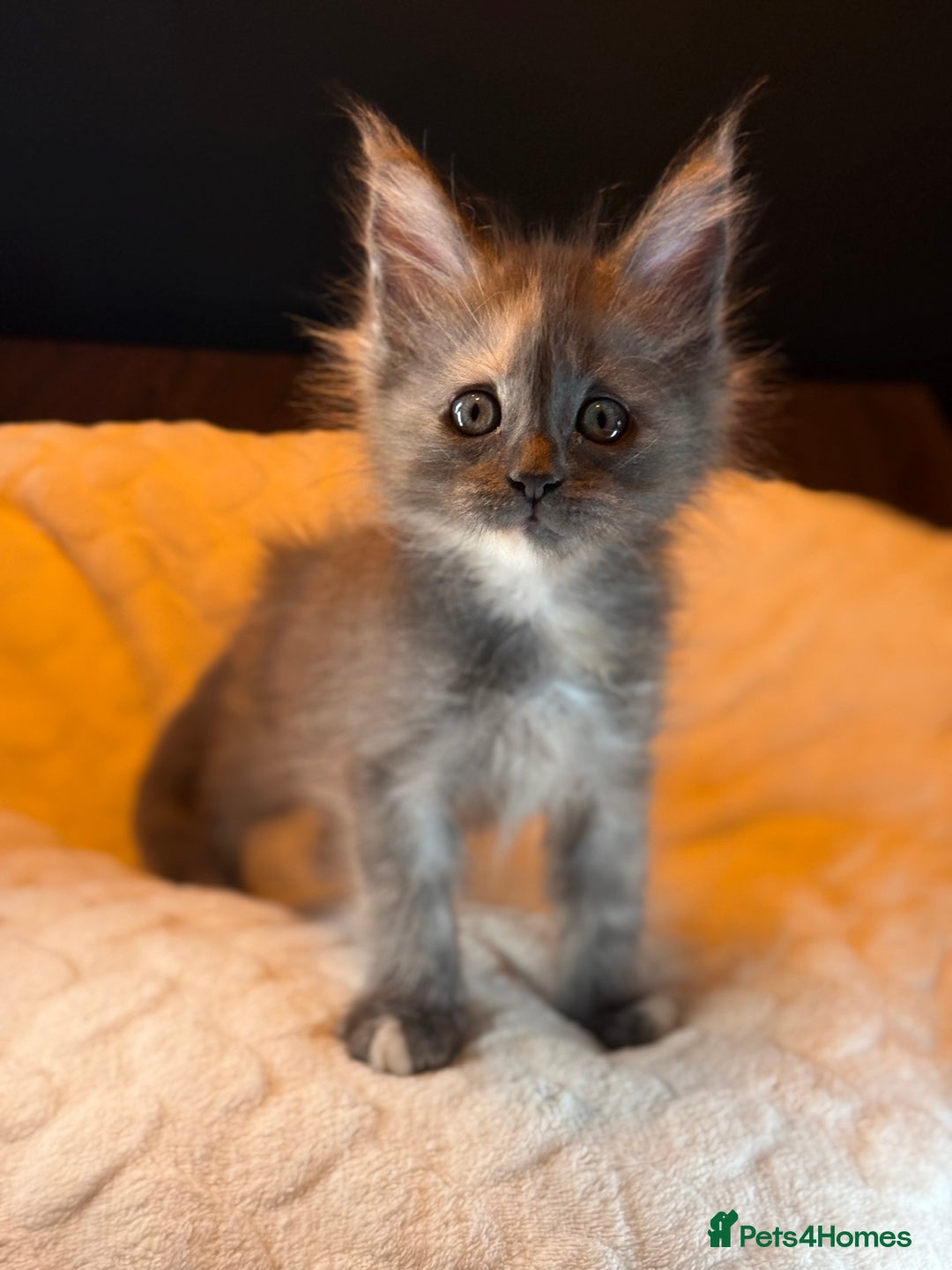 Maine Coon cats for sale: TICA Ginger, Red & Blue Tortie Maine Coon  - Image 7