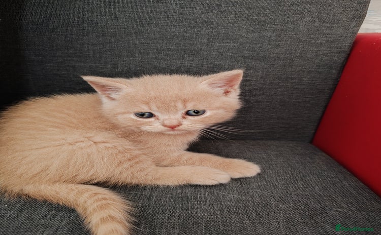 British Shorthair cats - Advert 8