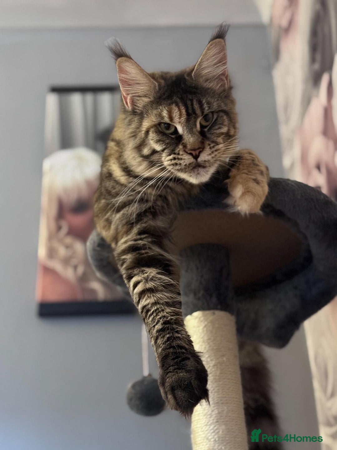 Maine Coon cats for sale: Full breed gorgeous Mainecoon female 2 years old - Advert 7