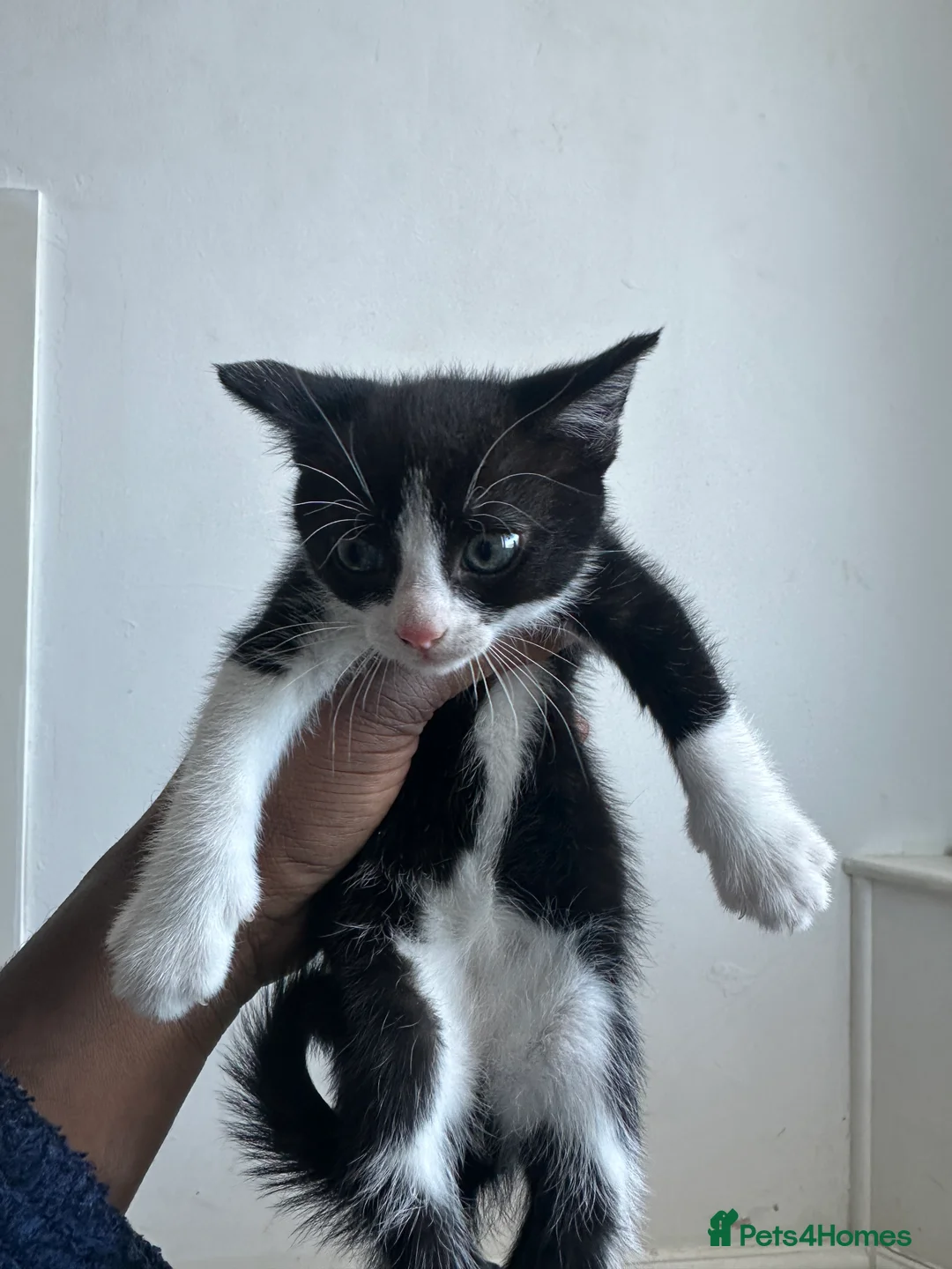 British Shorthair cats for sale: 4 playful kittens for sale  - Advert 4